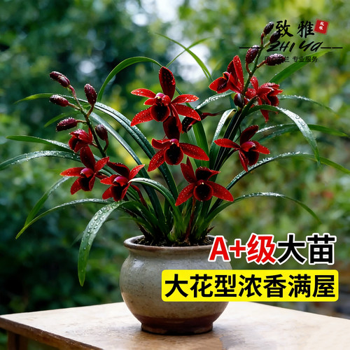 建兰天红四季兰花苗带花苞室内好养浓香花卉盆栽绿植开花客厅阳台