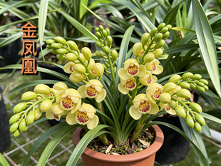 金凤凰蕙兰新手必入兰花苗浓香型室内花卉盆栽绿植好养易活送礼
