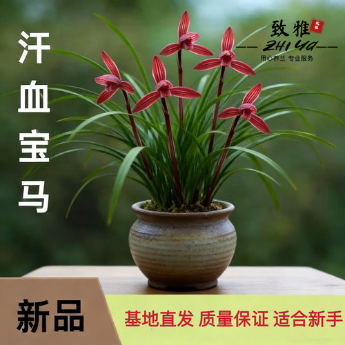 春兰名品汗血宝马中国红包活兰花名贵浓香型高档室内盆栽名贵兰花