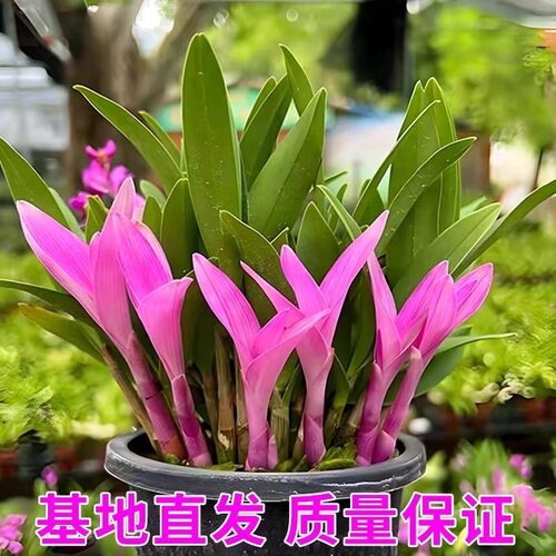 七彩香水石斛兰花四季兰好养绿植浓香改善睡眠绿植净化空气盆栽