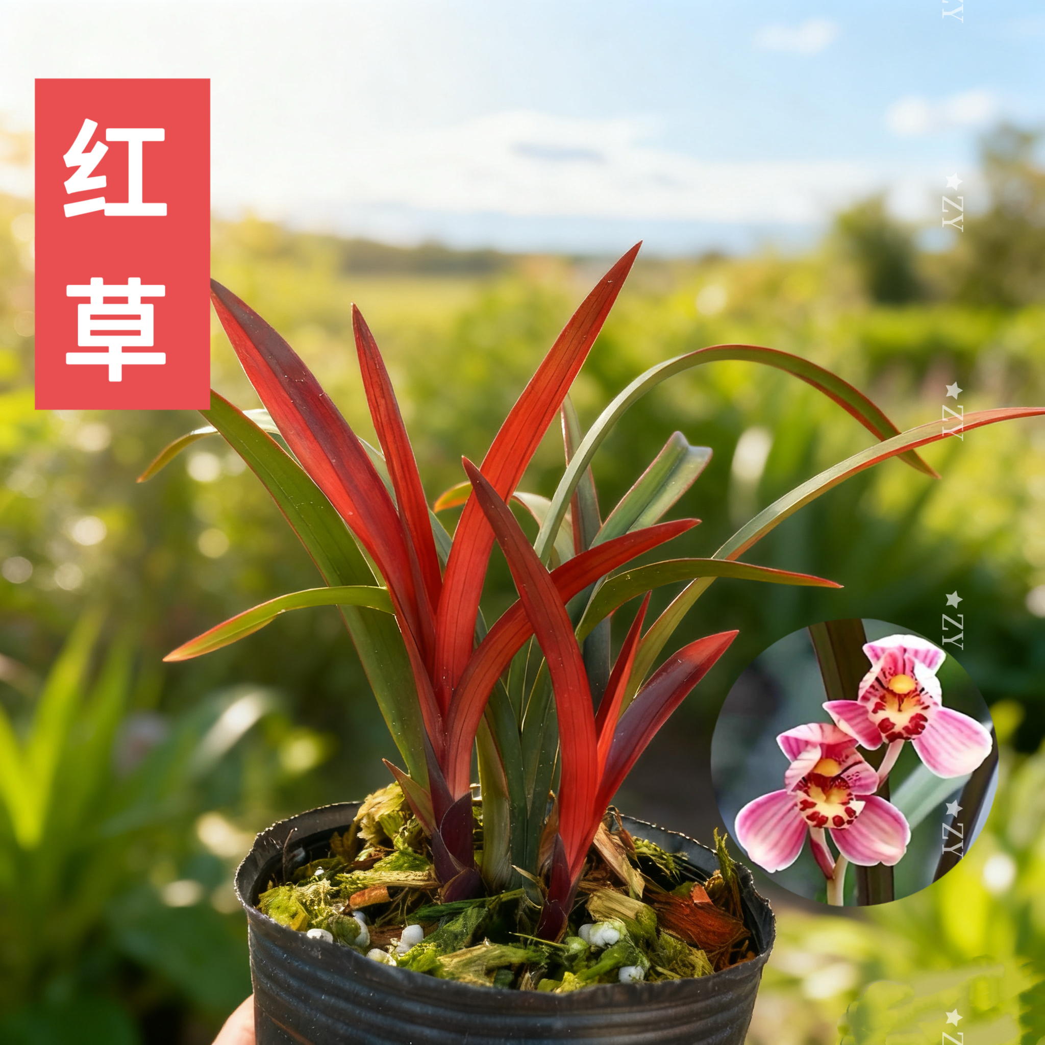 名贵兰花苗寒兰红草红荷高端浓香好养室内客厅茶室花卉绿植红叶
