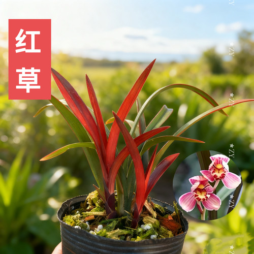 名贵兰花苗寒兰红草红荷高端浓香好养室内客厅茶室花卉绿植红叶