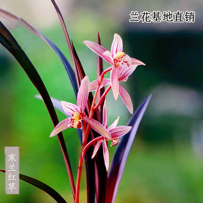 高端兰花正品寒兰红草带花浓香彩素好养室内茶台桌面高级花卉盆栽