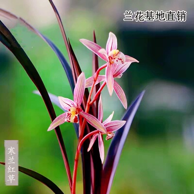 高端兰花正品寒兰红草带花浓香彩素好养室内茶台桌面高级花卉盆栽