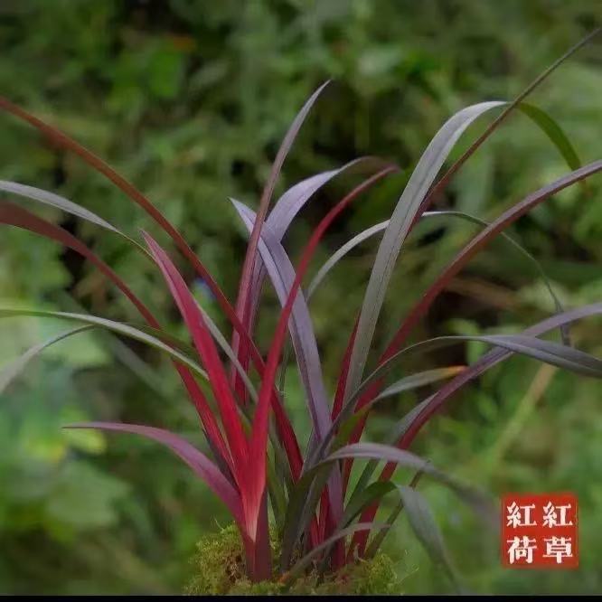 高端兰花正品寒兰红草带花浓香彩素好养室内茶台桌面高级花卉盆栽