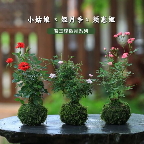 姬月季迷你小盆栽多头开花水培超微月季客厅办公室内桌面植物