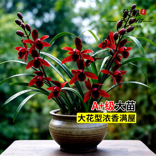 建兰天红四季兰花苗带花苞室内好养浓香花卉盆栽绿植开花客厅阳台