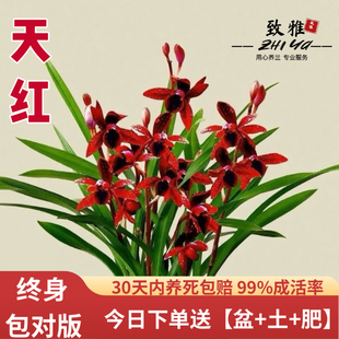 室内好养 夏带花苞出售红素好养花卉四季 新品 兰花苗盆栽建兰天红