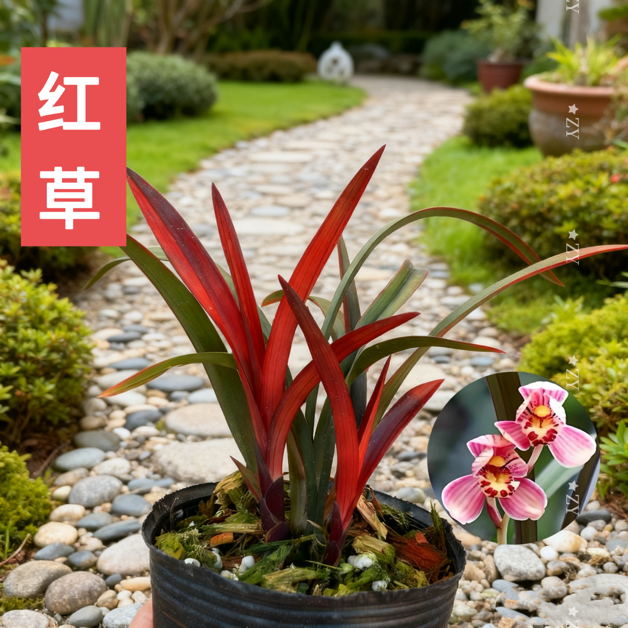 名贵兰花苗寒兰红草红荷高端浓香好养室内客厅茶室花卉绿植红叶