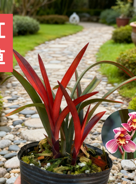 名贵兰花苗寒兰红草红荷高端浓香好养室内客厅茶室花卉绿植红叶