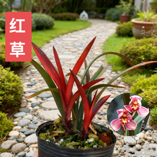 名贵兰花苗寒兰红草红荷高端浓香好养室内客厅茶室花卉绿植红叶