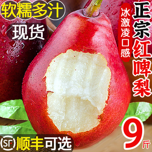 正宗红啤梨软梨水果应季当季时令新鲜整箱包邮红皮梨香甜软糯梨子