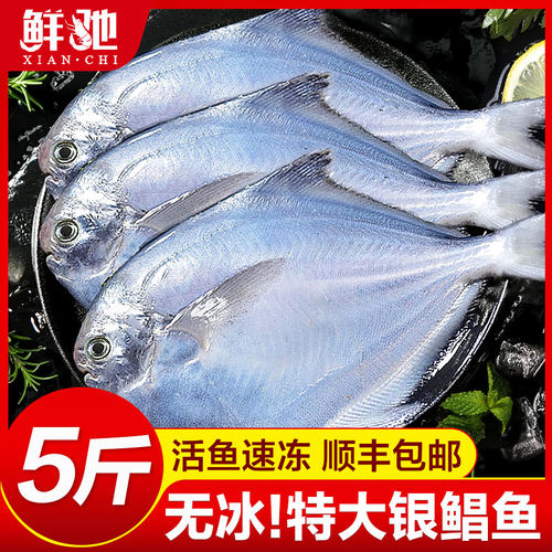 限时抢5斤无冰大号海捕大号鲳鱼