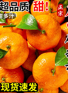 正宗广西砂糖橘新鲜水果当季现摘蜜桔金秋沙糖桔橘子贡柑整箱包邮