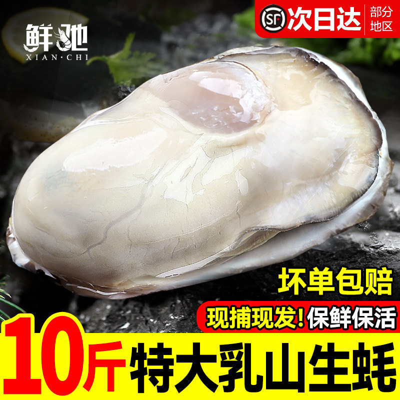 生蚝乳山特大鲜活海蛎子刺身牡蛎生鲜官方旗舰店商用批发整箱10斤