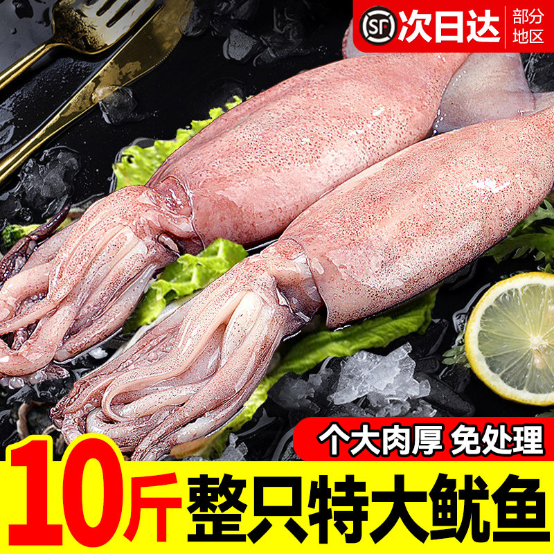 大鱿鱼新鲜冷冻鱿鱼生鲜火箭鱿鱼铁板烧烤半成品专用整只商用批发