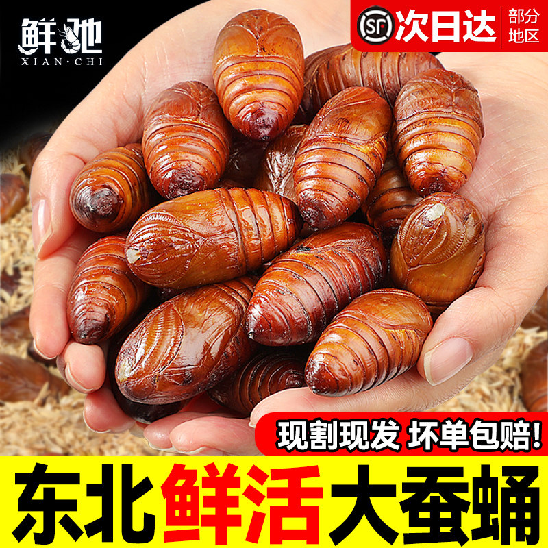 东北鲜活柞蚕蛹大个蚕蛹活蝉蛹