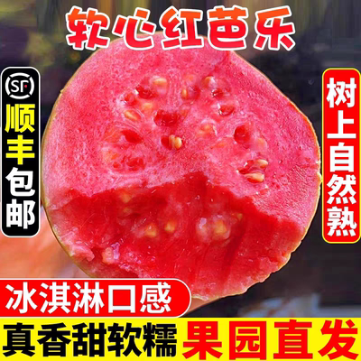 漳州软糯红心芭乐|包邮到家