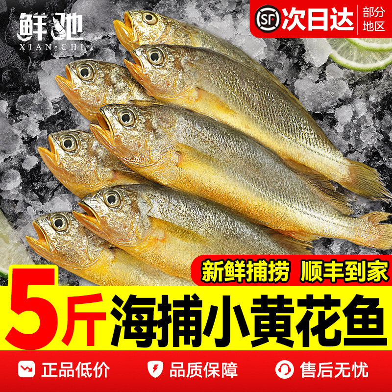 小黄花鱼新鲜冷冻5斤烧烤大黄鱼青岛生鲜活海鱼海鲜整箱商用批发