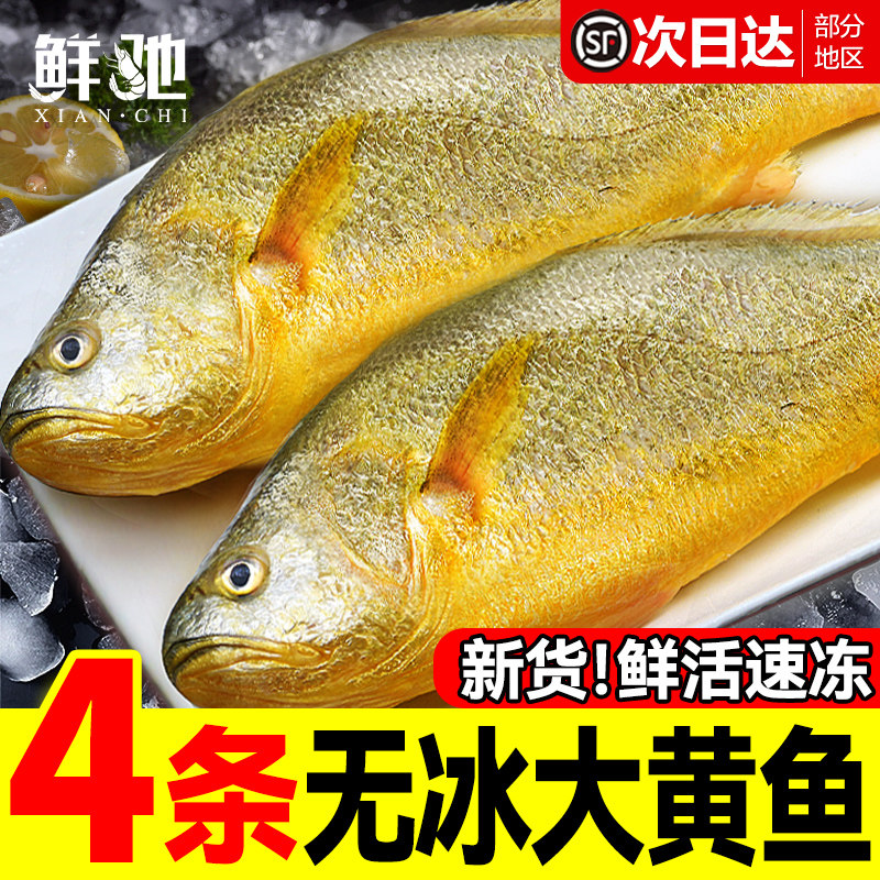 新货大黄花鱼新鲜冷冻生鲜水产鲜活冰鲜海鱼宁德小黄鱼黄鱼鲞商用