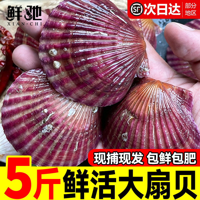 鲜活扇贝小红贝新鲜港湾贝大个肥美带壳贝类烧烤海鲜水产顺丰发货