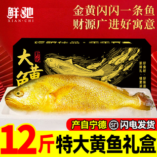 宁德大黄鱼年货礼盒装深海小黄花鱼鲜活冷冻生鲜海鲜海鱼新鲜水产