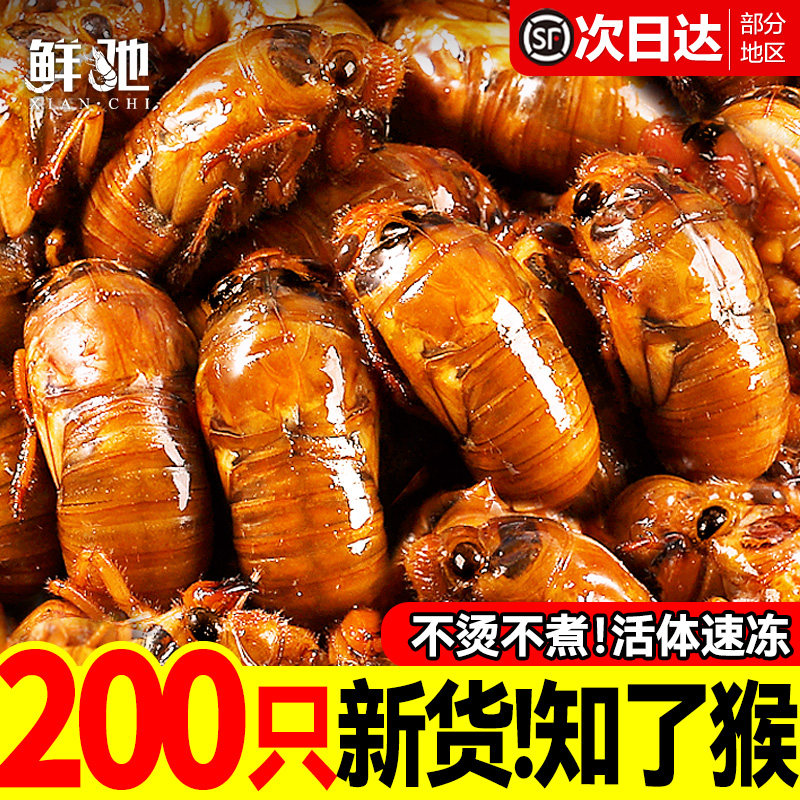知了猴金蝉新鲜2026蚕蛹蝉蛹鲜活爬叉猴爬蚱竹蝉山东大号结了幼虫 - 实物图