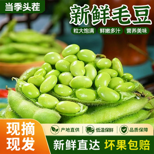 【露天】新鲜嫩毛豆带壳现摘现发大粒毛豆青豆角带壳豆荚烧烤蔬菜