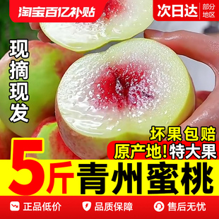 正宗冬桃青州蜜桃新鲜水果山东桃子脆桃应季整箱鲜果金秋脆甜现发