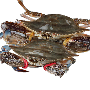 梭子蟹新鲜冷冻大海螃蟹红膏蟹飞蟹花蟹5斤海鲜水产舟山批发速冻
