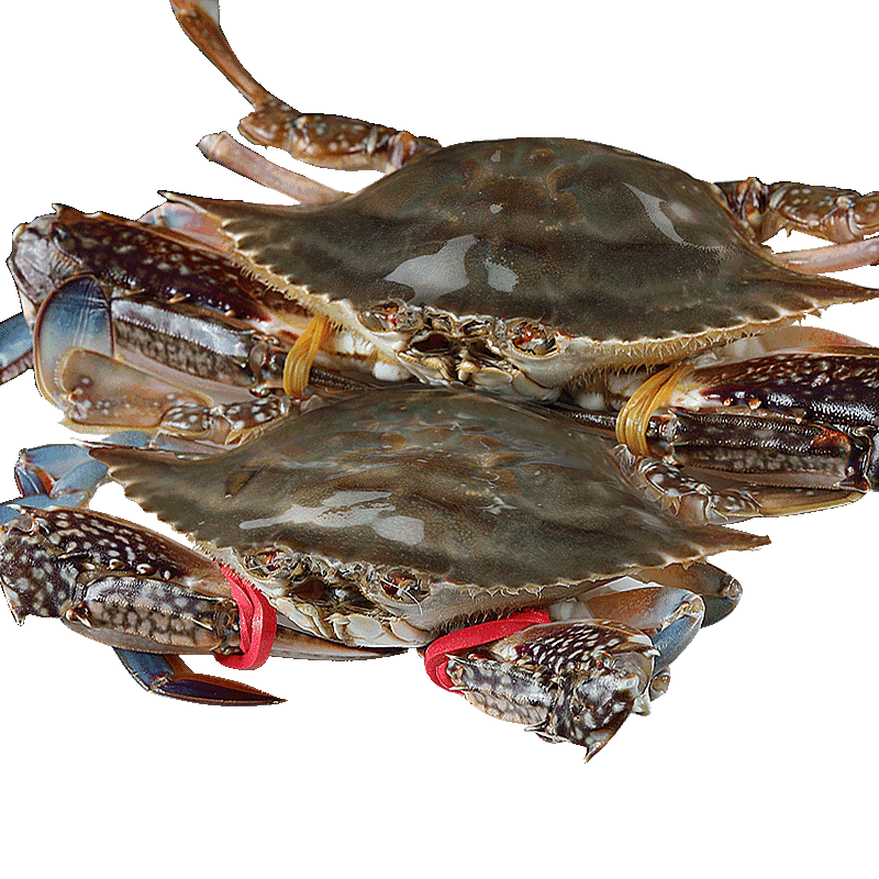 7-9两超大海捕梭子蟹5斤包鲜包肥