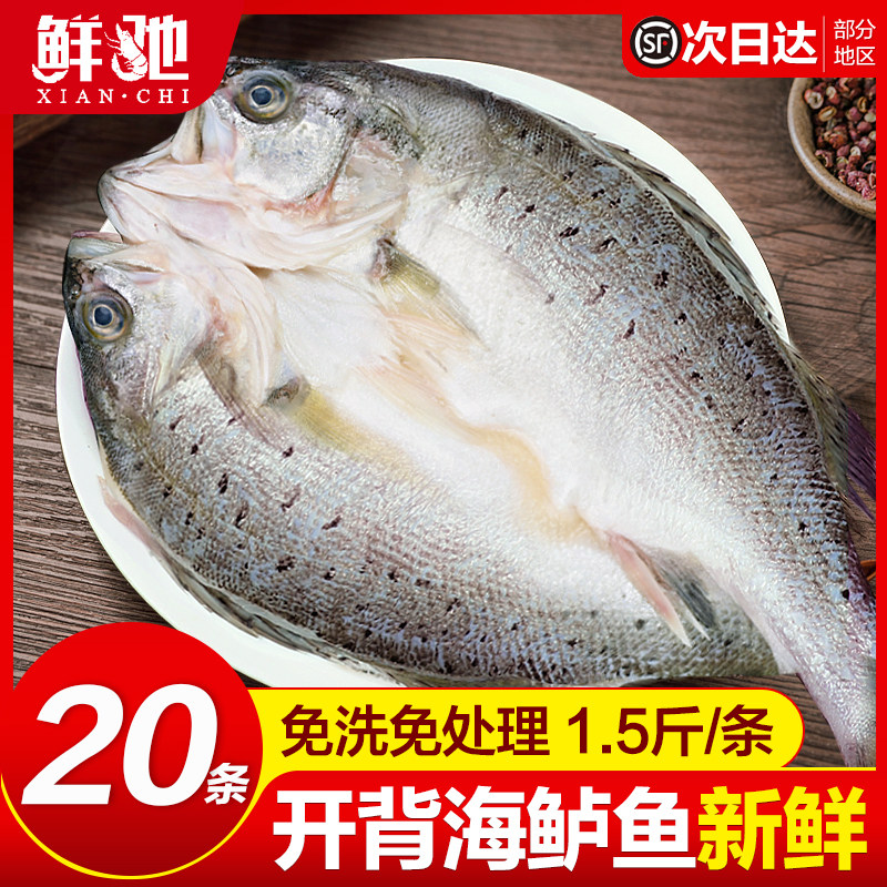 海鲈鱼开背新鲜冷冻深海七星鲈鱼鲜活海鱼卢鱼水产烤鱼半成品商用
