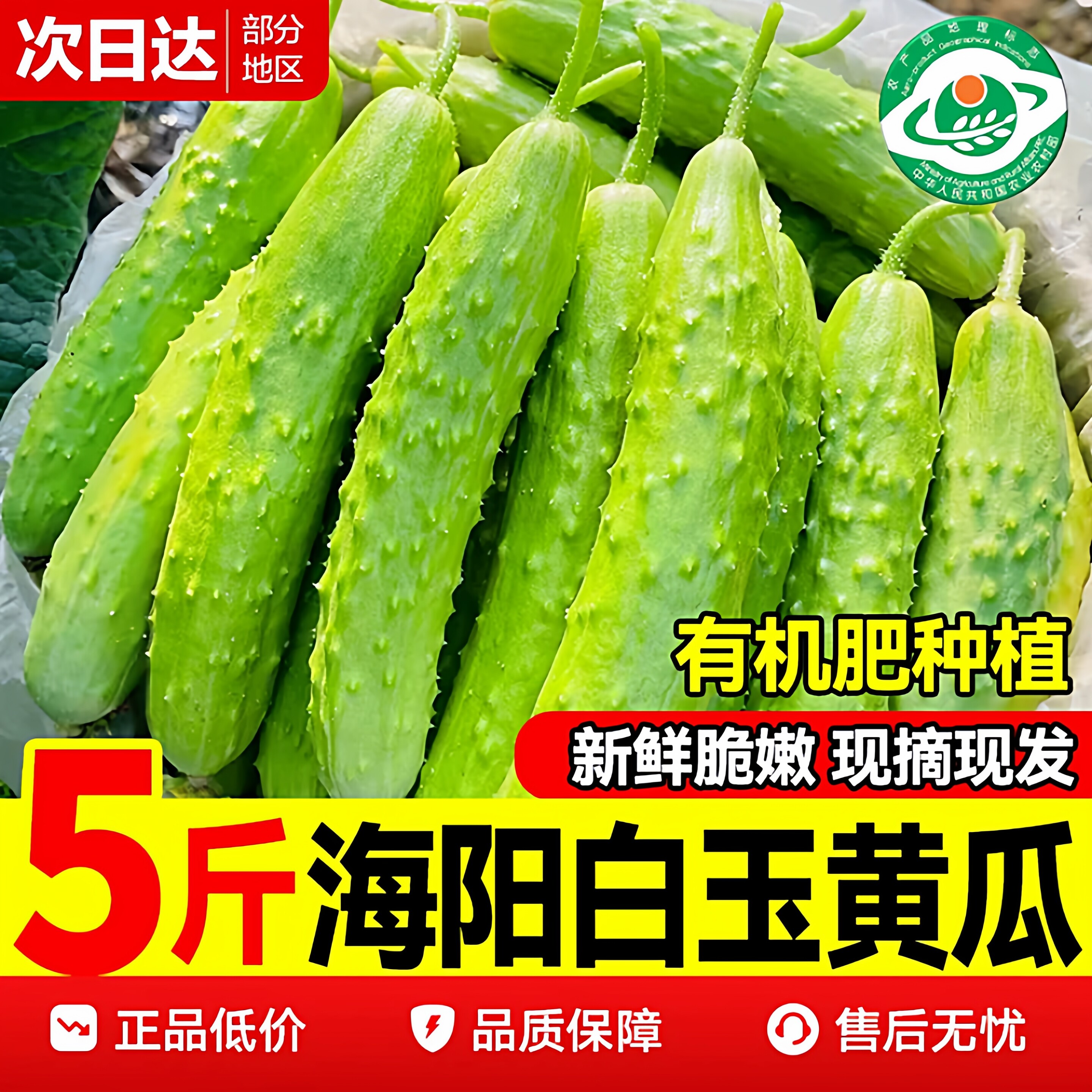 海阳白玉水果黄瓜玉女小黄瓜青瓜孕妇新鲜生吃应季蔬菜现摘5斤