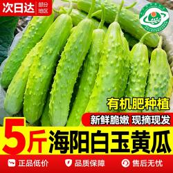 海阳白玉水果黄瓜玉女小黄瓜青瓜孕妇新鲜生吃应季蔬菜现摘5斤