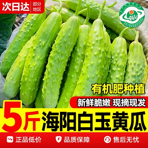 海阳白玉玉女水果小黄瓜新鲜生吃