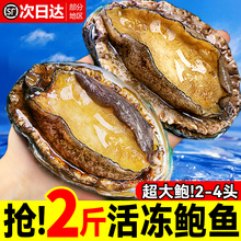 鲍鱼鲜活新鲜超大海鲜水产生鲜活特大加热即食干小鲍鱼捞汁饭批发