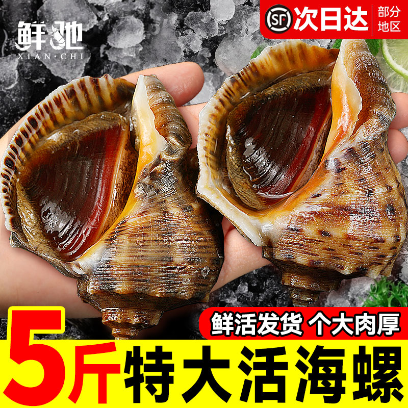 鲜活海螺|顺丰直发|到家包活图片