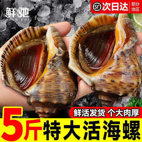 鲜活海螺|顺丰直发|到家包活