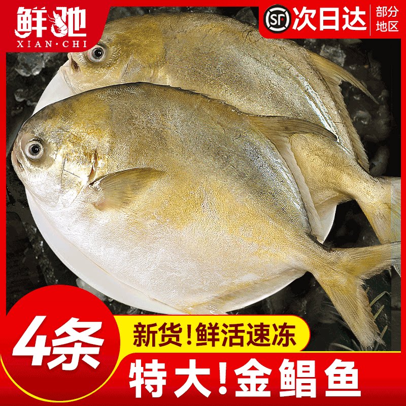 新货金鲳鱼新鲜镜鱼海鱼鲳鱼金昌鱼鲳鳊海鲜水产鲜活冷冻顺丰包邮