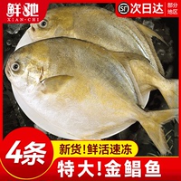 新货金鲳鱼新鲜镜鱼海鱼鲳鱼金昌鱼鲳鳊海鲜水产鲜活冷冻顺丰包邮