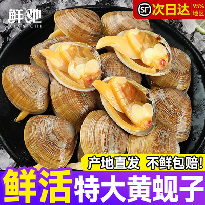 鲜活大黄蚬子无沙蛤蜊花甲贝类