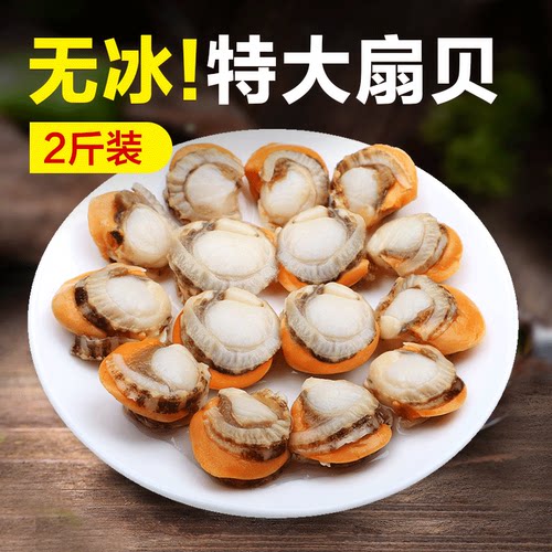 新鲜冷冻特大粉丝海产品扇贝