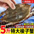 梭子蟹新鲜特大生海蟹舟山大螃蟹海鲜水产冷冻蟹白蟹野冻飞蟹顺丰 图片 1