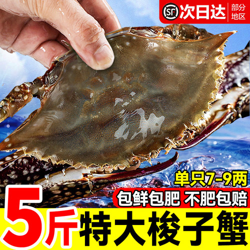 不肥包赔！舟山超大梭子蟹回购！