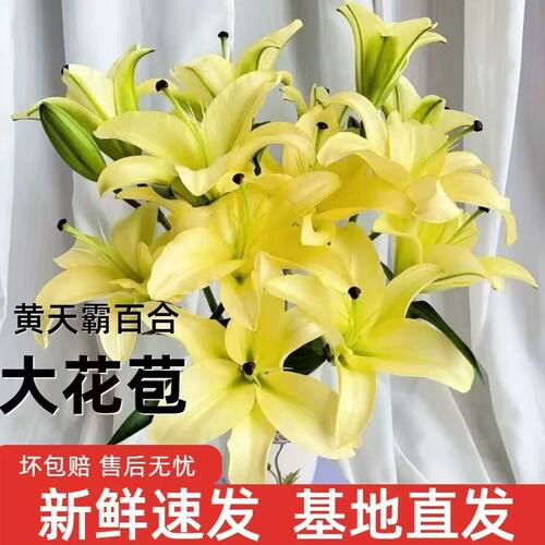 玫瑰组合黄天霸香水百合鲜花云南昆明新鲜基地直发水养百合花真花
