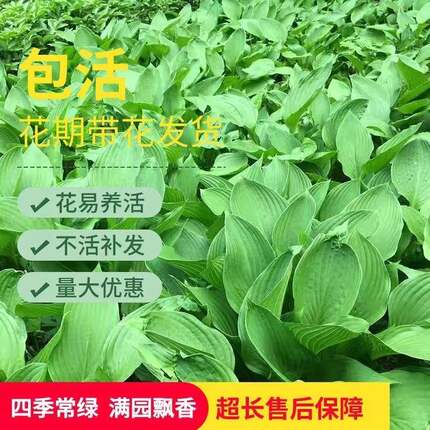 玉簪花苗观叶观花植物庭院地栽盆栽喜阴耐寒花叶青叶玉簪当年开花