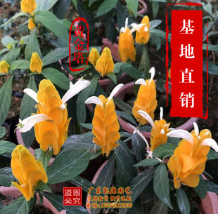 观花常绿植物珊瑚爵床黄色皇后黄金宝塔金苞花盆栽黄金塔花苗包邮