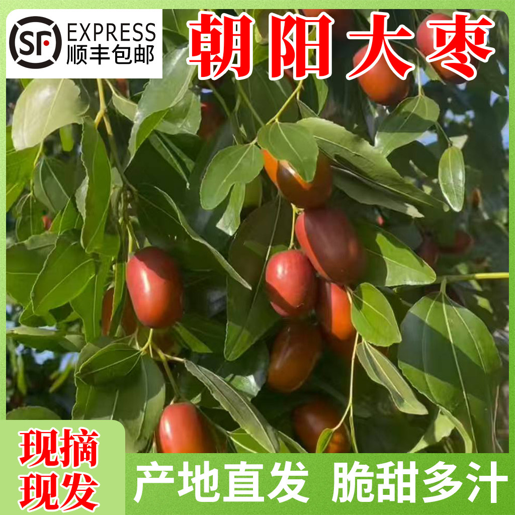 辽宁朝阳孙家湾现摘鲜枣顺丰包邮