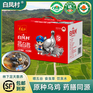 白凤村WJ01正宗泰和乌鸡林下散养原种乌鸡冰鲜