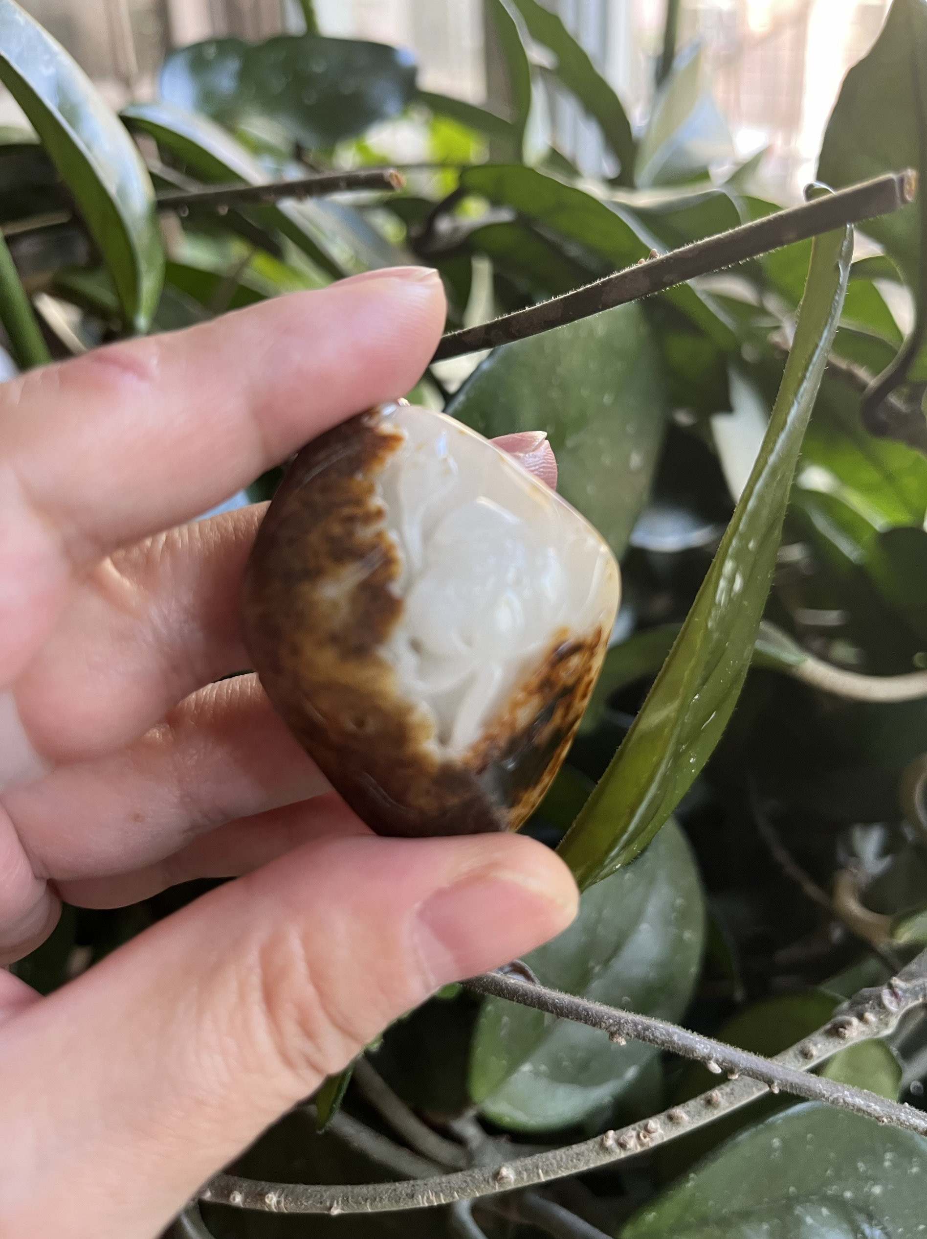 籽料原石独籽连年有余（鱼）手挂件天然玉石褐色皮独籽